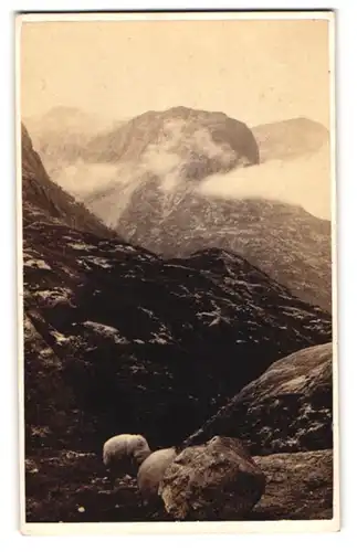 Fotografie G. W. Wilson, Aberdeen, Ansicht Glencoe, grasende Schafe in den von Wolken behangenen Bergen