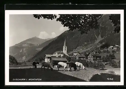 AK Gaschurn i. Montafon, Ortsansicht mit grasenden Schafen