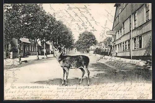 AK St. Andreasberg i. H., Zahme Hirschkuh Mieke, Hotel Schützenhaus