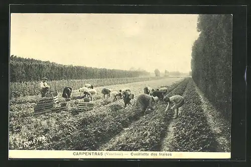 AK Carpentras, Cueillette des fraises