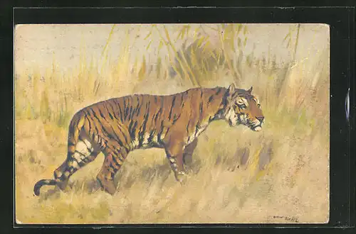 Künstler-AK Tiger in natürlicher Umgebung