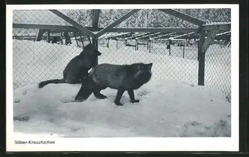 AK Benneckenstein / Harz, Silberfuchs-Farm von R. Steinicke