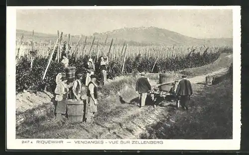 AK Riquewihr, Vue sur Zellenberg