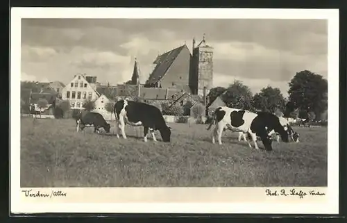 AK Verden /Aller, Weide mit Kühen