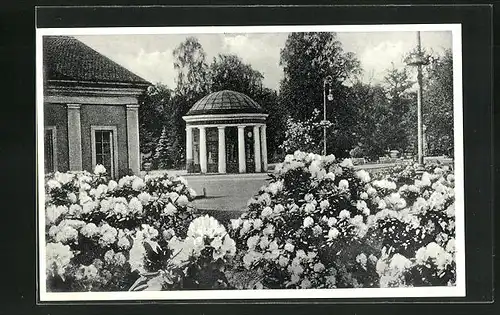 AK Franzensbad, Bühende Rhododendron bei der Franzensquelle