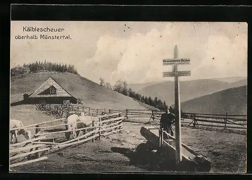 AK Münstertal /Schwarzwald, Almgaststätte Kälblescheuer
