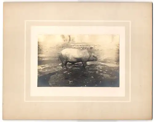 Fotografie Öfele, Or tunbekannt, die grosse Sau des Bauern Fuchsmühl, Hausschwein nach dem Suhlen im Schlammbad