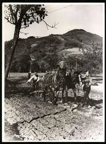 Fotografie Scherl, Berlin, Ansicht Gutach, Bauern beim bestellen der Felder mit Pferdefuhrwerk, Egge