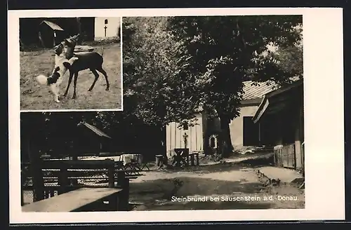 AK Krummnussbaum, Steinbründl, Gasthof Renner, Hund balgt mit einem Reh