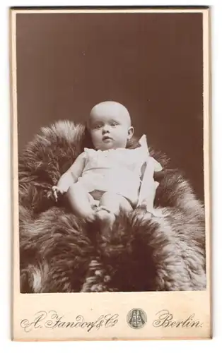 Fotografie A. Jandorf & Co., Berlin, Portrait süsses Baby im weissen Hemd auf Fell sitzend