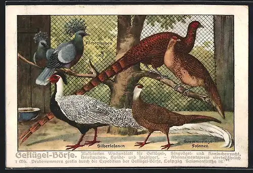 AK Zeitung Geflügel-Börse, Silberfasanen und Soemmeringsfasanen, Vögel