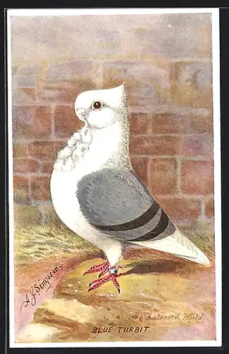 Künstler-AK Zuchttaube der Rasse Blue Turbit