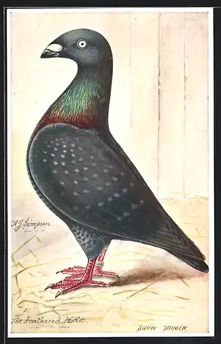 Künstler-AK Show Homer, Graugefiederte Taube