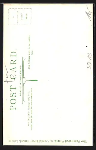 Künstler-AK Show Homer, Graugefiederte Taube