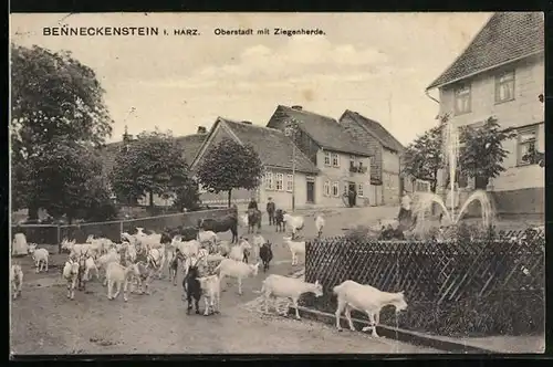 AK Benneckenstein / Harz, Oberstadt-Strasse mit Ziegenherde