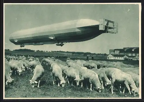 AK Schafherde interessiert sich nicht die Bohne für das Luftschiff, Zeppelin an der Werft