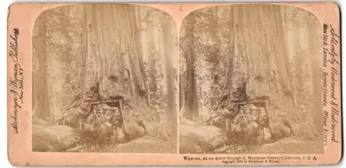 Stereo-Fotografie Strohmeyer & Wyman, New York, Ansicht Mariposa Grove, CA, Fahrt durch den Baum Wawona