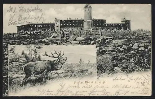 AK Brocken /Harz, Gebäude, Türme, Röhrender Hirsch