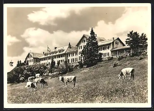 AK Weissenstein, Hotel-Kurhaus Weissenstein mit Kühen