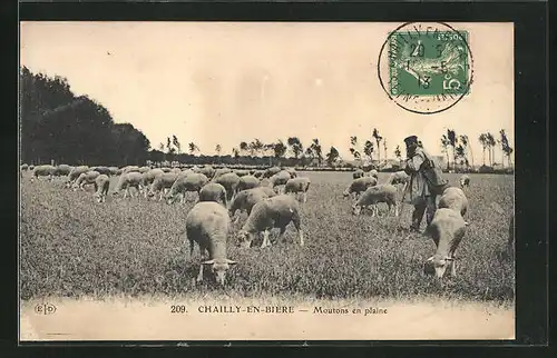 AK Chailly-en-Bière, Moutons en plaine