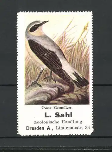 Reklamemarke Ansicht des Grauen Steinmätzer, Zoologische Handlung L. Sahl, Lindenaustrasse 34, Dresden