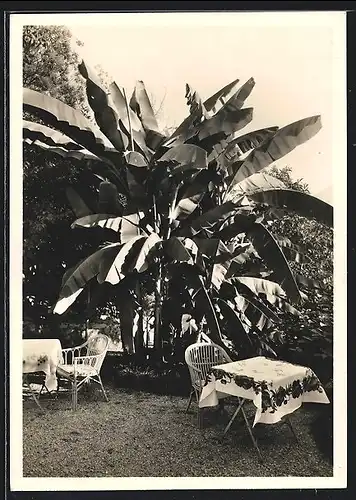 AK Locarno, Hotel-Pension Riva-Piana, Bananen-Gruppe