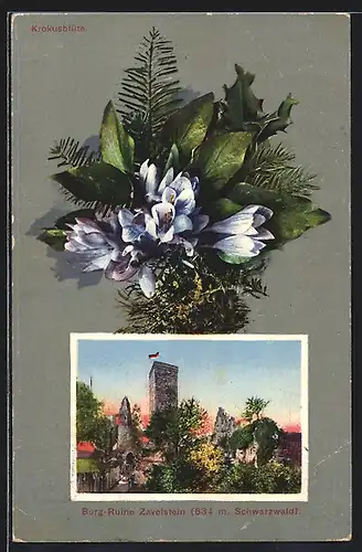 AK Zavelstein / Schwarzwald, Burgruine mit Krokusblüte