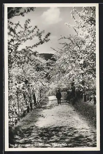 AK St. Martin /Rheinpfalz, Partie im Blütengarten