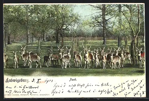 AK Ludwigsburg, Hirsche im Park