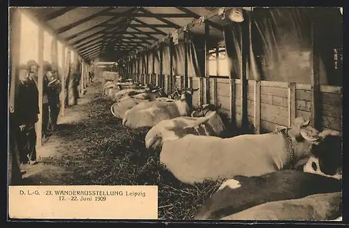 AK Leipzig, 23. Wanderausstellung der D. L. G. 1909, Kühe im Stall