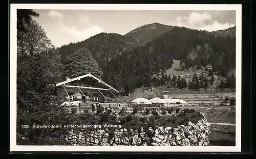 AK Rottach-Egern, Gasthaus Alpenwildpark gegen Wallberg