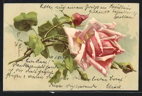 Künstler-AK Catharina Klein: Rosafarbene Rose mit Knospen