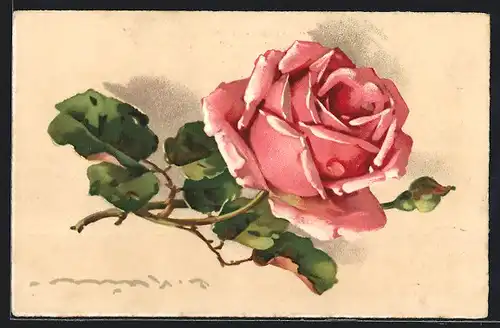 Künstler-AK Catharina Klein: Rosafarbene Rose mit Knospe