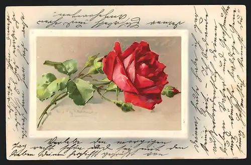 Künstler-AK Catharina Klein: Rote Rose mit Knospe, Dornen und Blättern