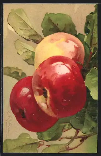 Künstler-AK Catharina Klein: Äpfel an einem Zweig