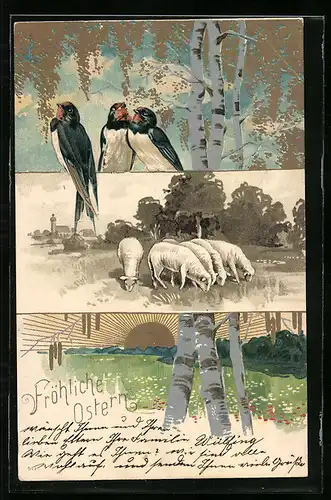 AK Ostergruss mit Schwalben, Birken und Schafen