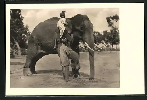 AK Zähmung eines Elefanten in Ostindien