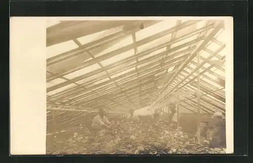 Foto-AK Hersbruck, Gartenbaubetrieb Robert Schulze, Gewächshaus