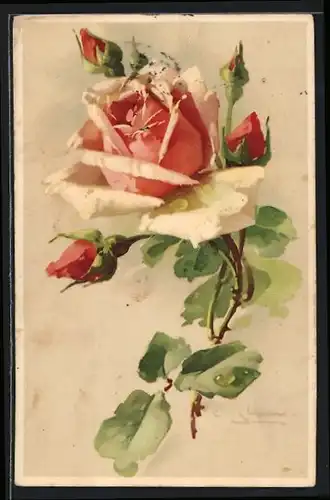 Künstler-AK Catharina Klein: Rose in voller Blüte mit Knospen