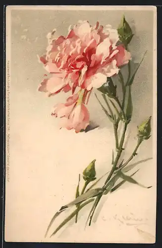 Künstler-AK Catharina Klein: Rosa Nelkenzweig mit Blüte und Knospen