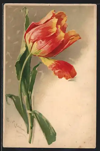 Künstler-AK Catharina Klein: rot-gelbe Tulpe