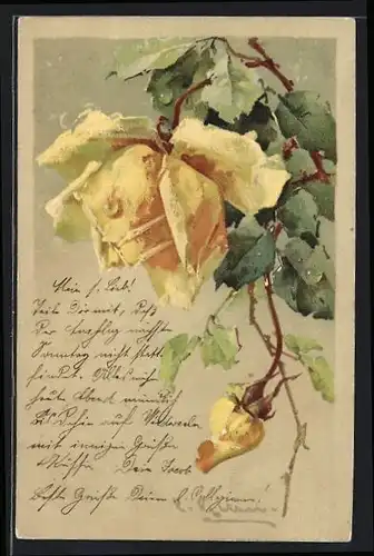 Präge-Künstler-AK Catharina Klein: Gelbe Rose in voller Pracht