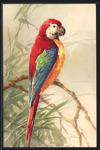 Künstler-AK Catharina Klein: Bunter Papagei auf einem Zweig sitzend