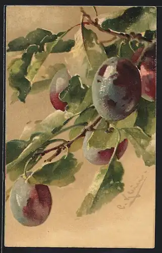 Künstler-AK Catharina Klein: Pflaumen am Zweig