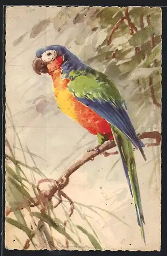 Künstler-AK Catharina Klein: Ein Papagei sitzt auf einem Ast
