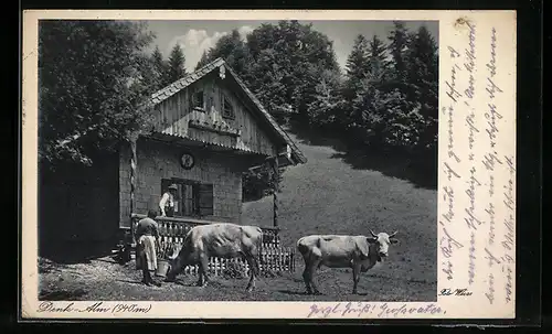 AK Lenggries, Gasthof Denk-Alm mit weidenden Kühen