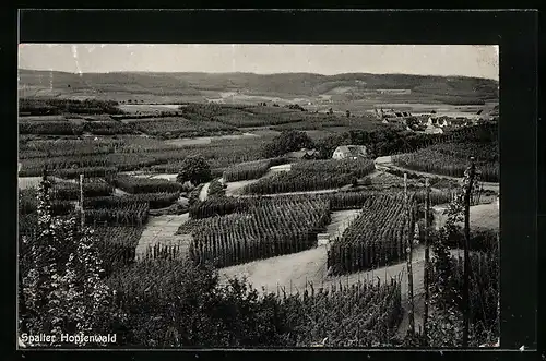 AK Spalt, Hopfen-Anpflanzungen vor dem Ort