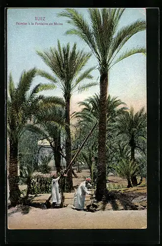 AK Suez, Palmier à la Fontaine de Moise
