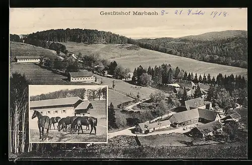AK Marbach, Gestütshof mit Pferden, Ortsansicht mit Blick von Anhöhe