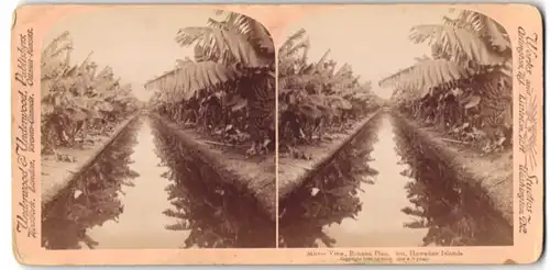 Stereo-Fotografie Underwood & Underwood, Ansicht Hawaii, Banana Plantation